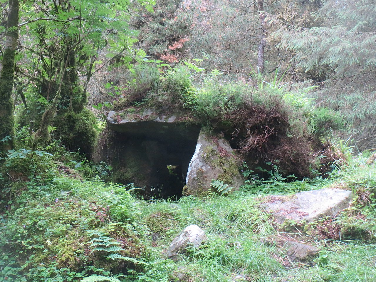 A megalithic portal tomb overgrown with moss and ferns at Cavan Burren