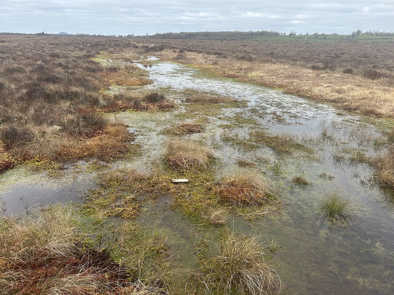 Clara Bog in County Offaly, one of the raised bogs that shaped Irish townland boundaries