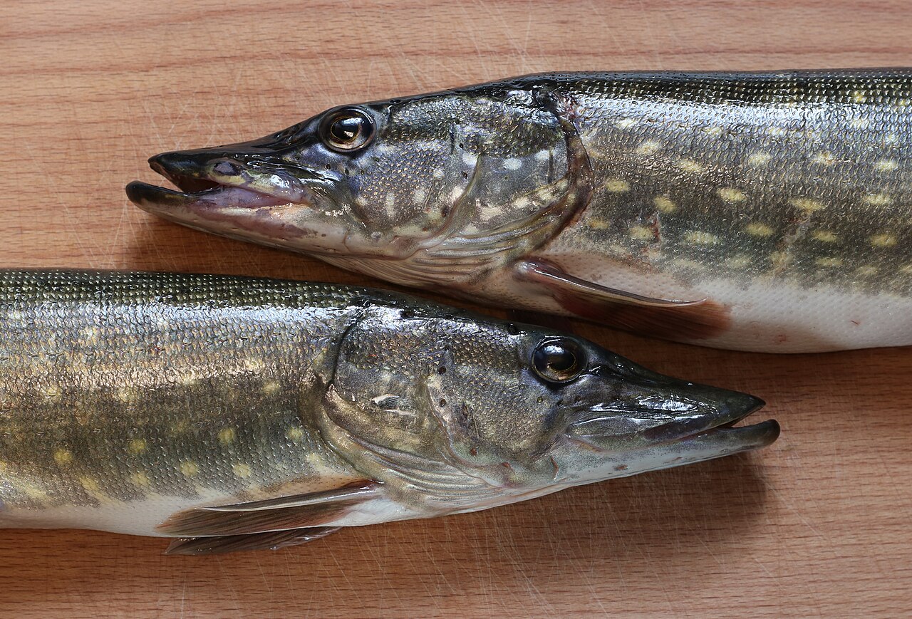 Northern pike, the predator that made Cavan a destination for anglers from across Europe