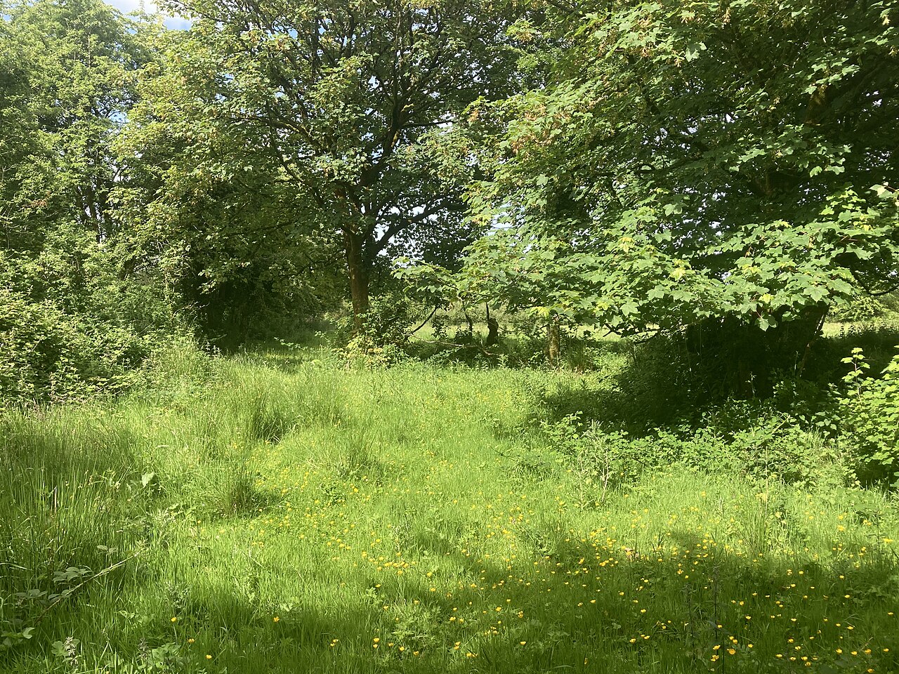 A traditional Irish landscape of small fields and hedgerows in County Roscommon